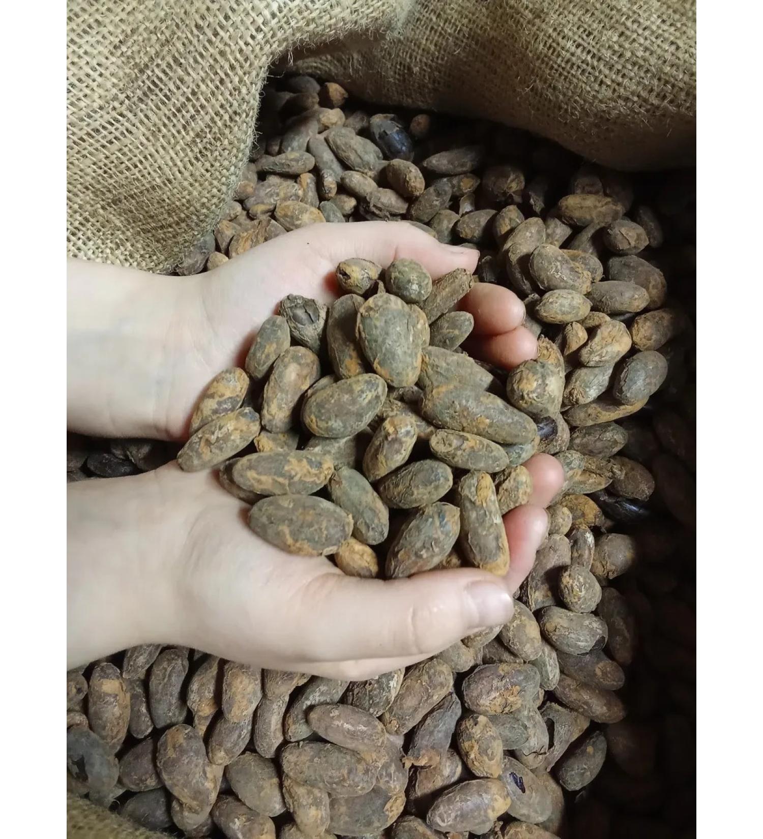 COCOA KRUTOV Cocoa tree seeds manual bulkhead Ecuador 50 g - Buy Online on GoSupps.com