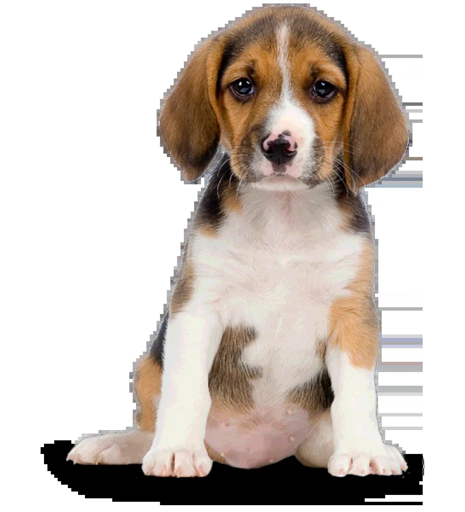 Flea and ticks tablets for large dogs 1000 mg
