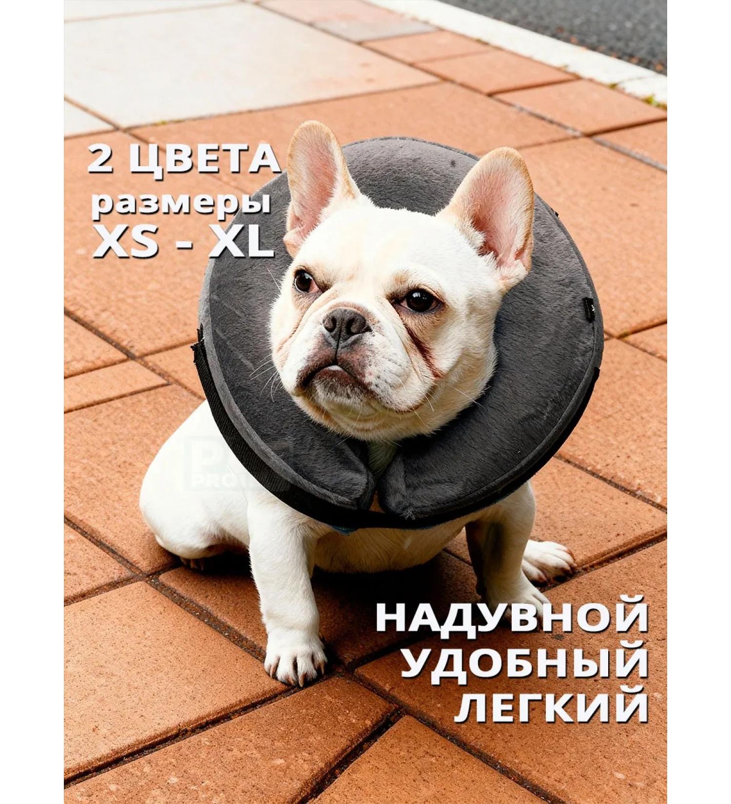 Pet protect Collar for cats and dogs - Buy Online on GoSupps.com