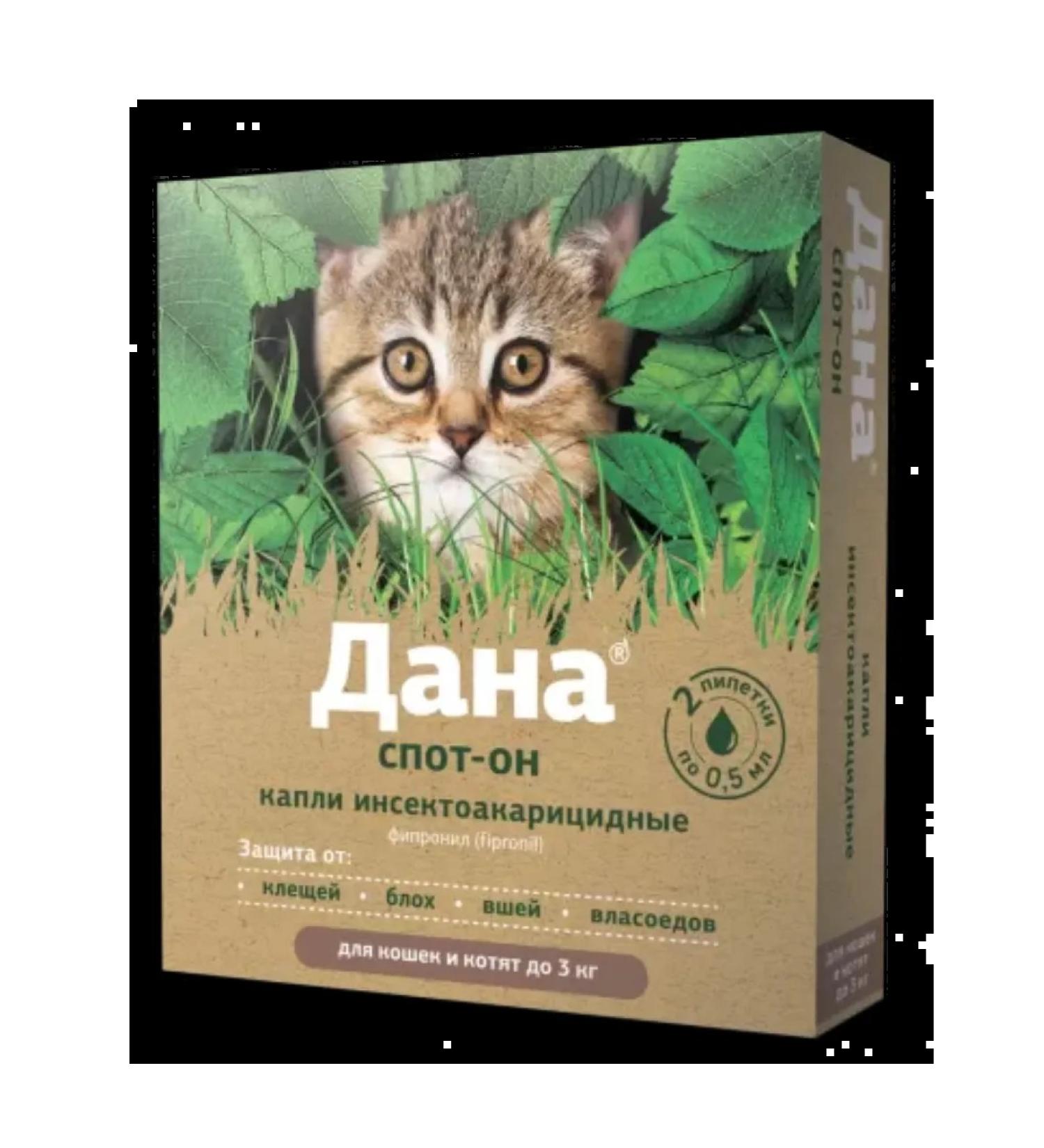 Apicenna Dan is a spot for cats