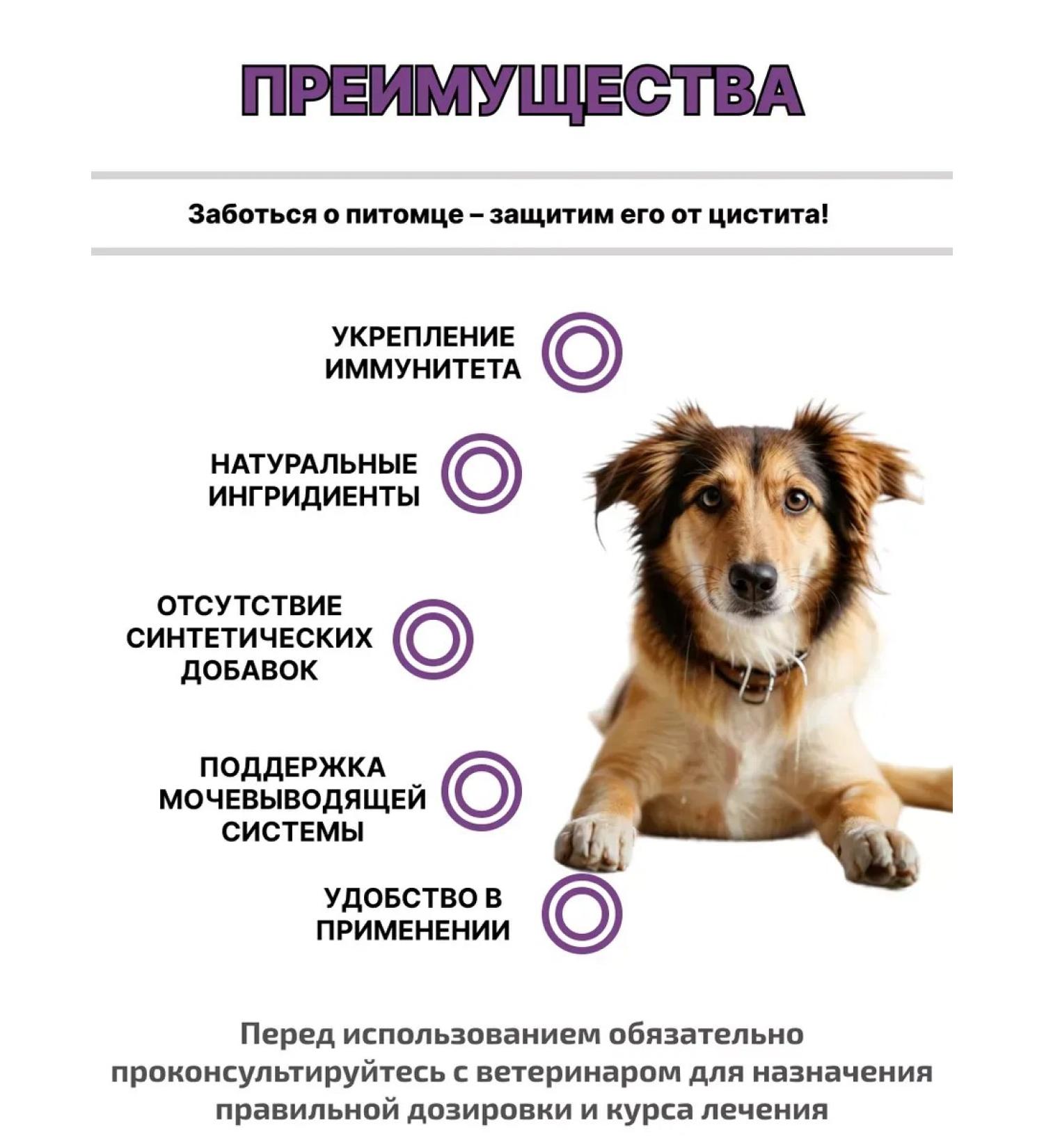 animalsShell Stop cystitis bio for dogs 50 ml - Buy Online on GoSupps.com