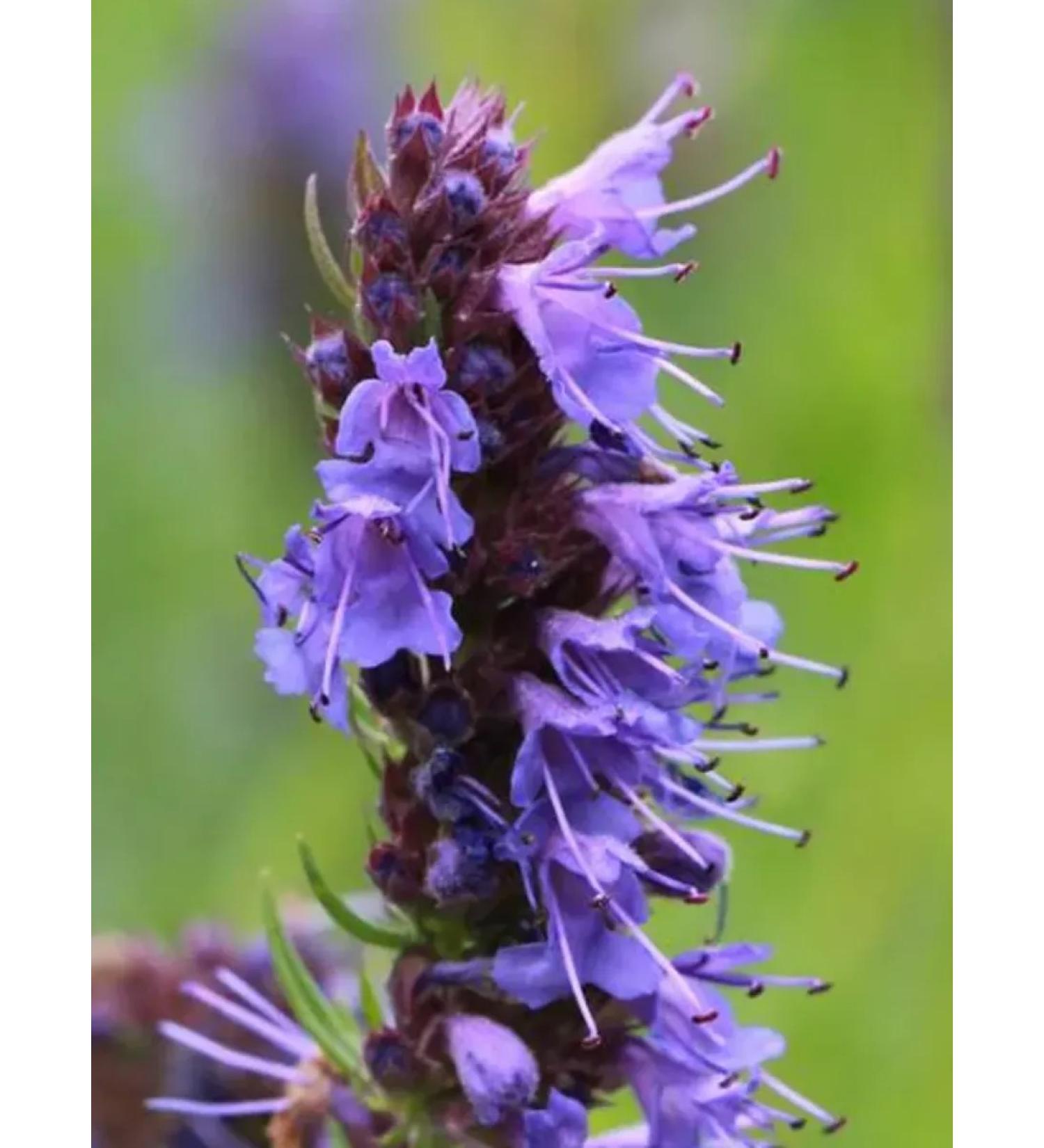 Crimean dried flowers Issop 100 grams fee 2025 Crimea - Buy Online on GoSupps.com