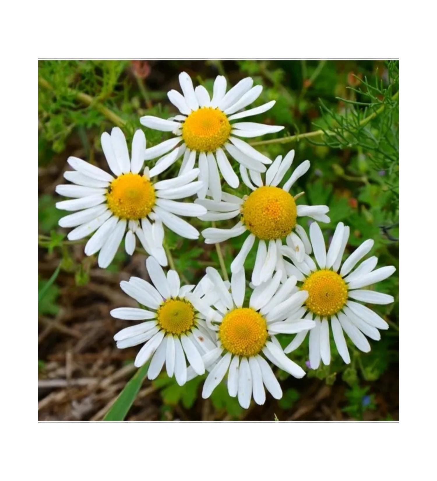 Fresh collection chamomile meadow