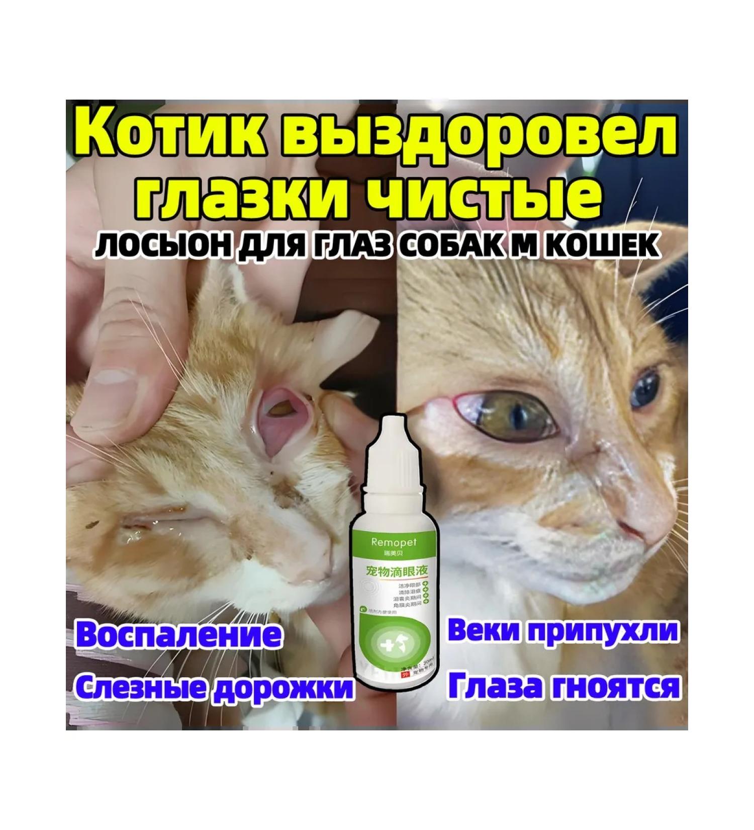 Purulent eye inflammation in animals 20 ml - Buy Online on GoSupps.com