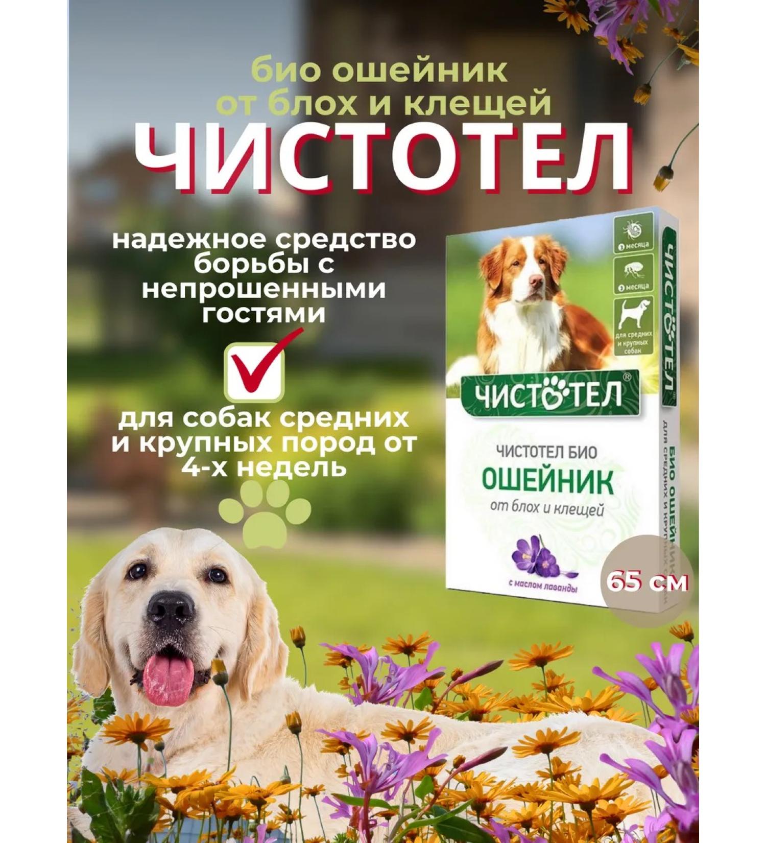 Bio collar from fleas and dogs for dogs