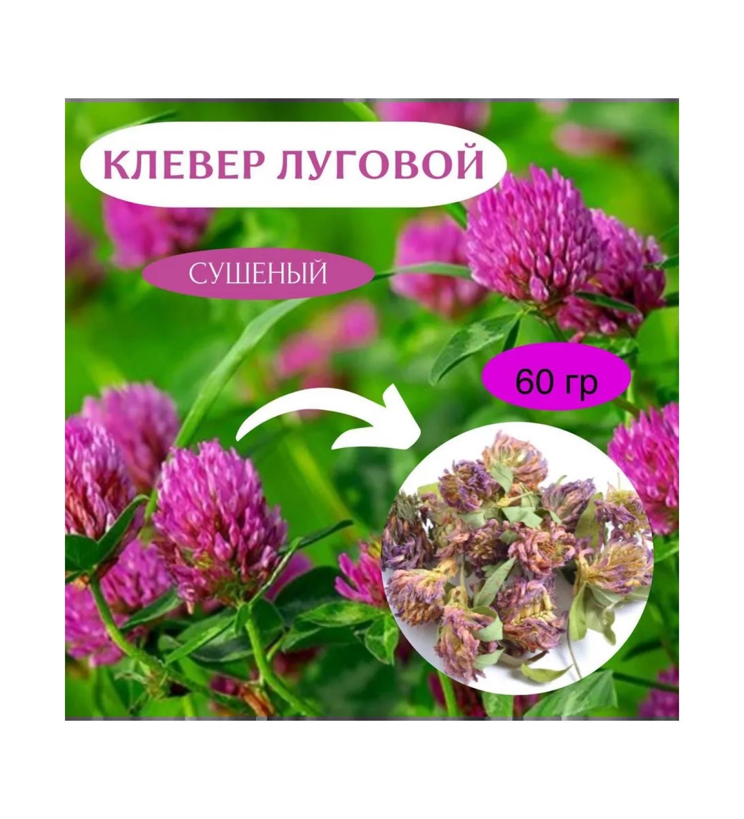 Clover flower dried meadow red collection 2025 60 gr - Buy Online on GoSupps.com