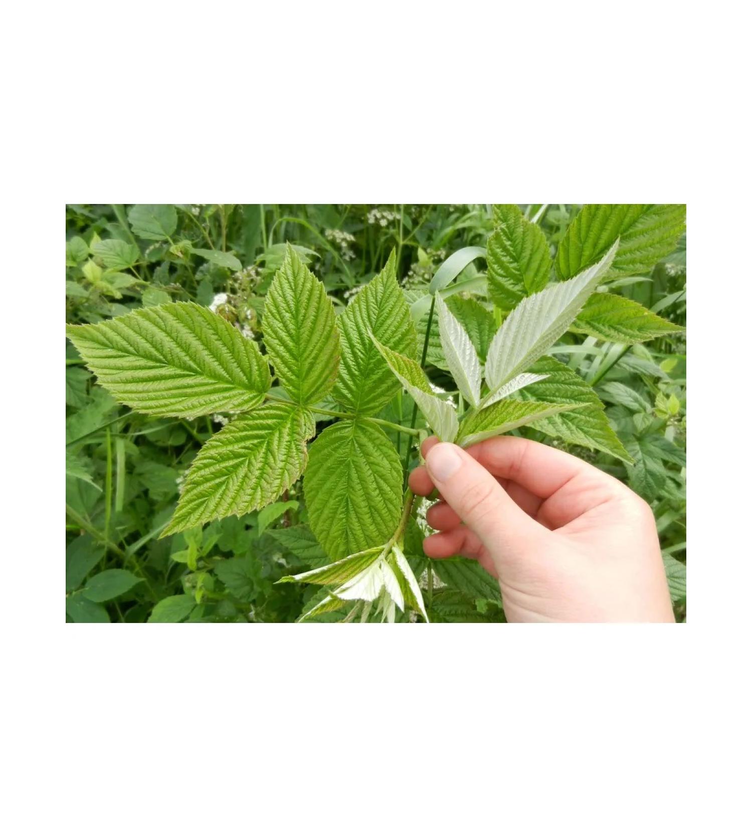 Raspberry leaves fresh collection