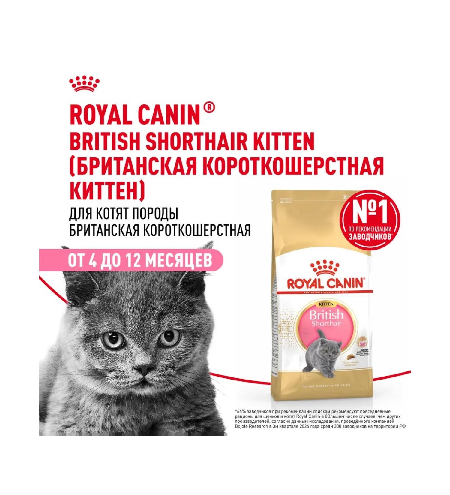 ROYAL CANIN Dry food for British Shorthair kittens 2 kg - Buy Online on GoSupps.com