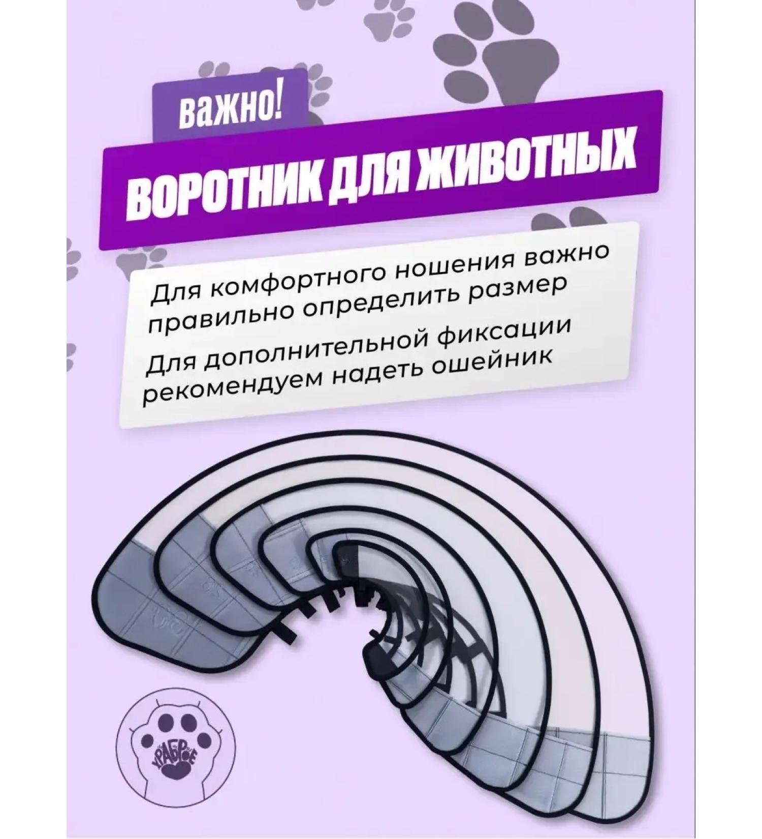 CollarsCase Dog collar - Buy Online on GoSupps.com