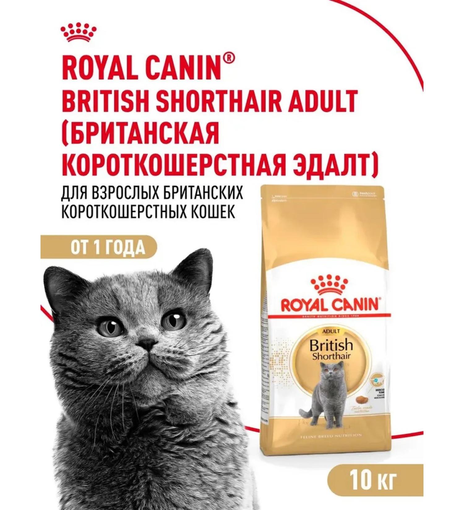 Royal Canin Dry food for adult cats of a British short -haired - Buy Online on GoSupps.com