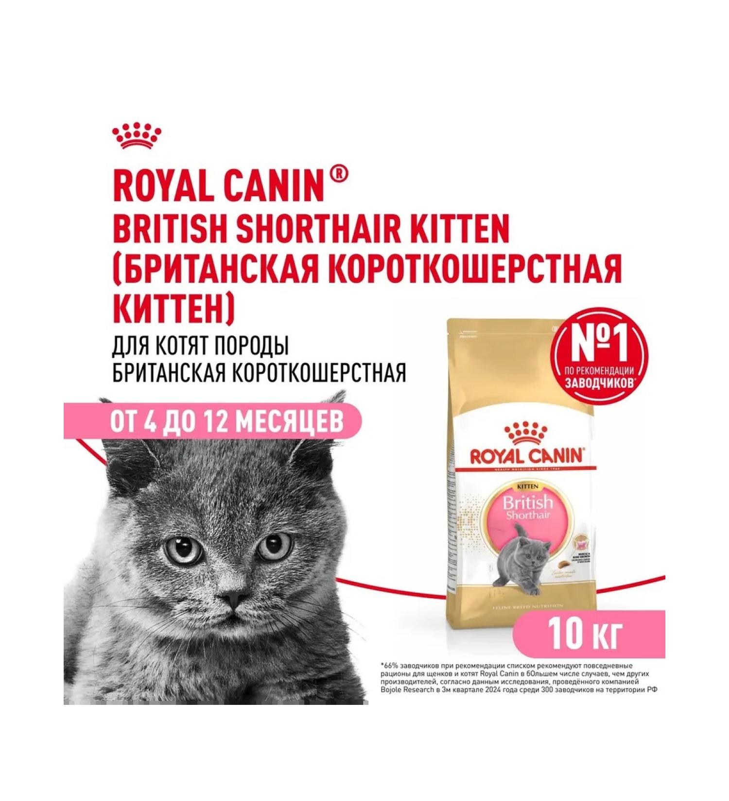 Royal Canin Dry food for kittens of a British short -haired breed - Buy Online on GoSupps.com