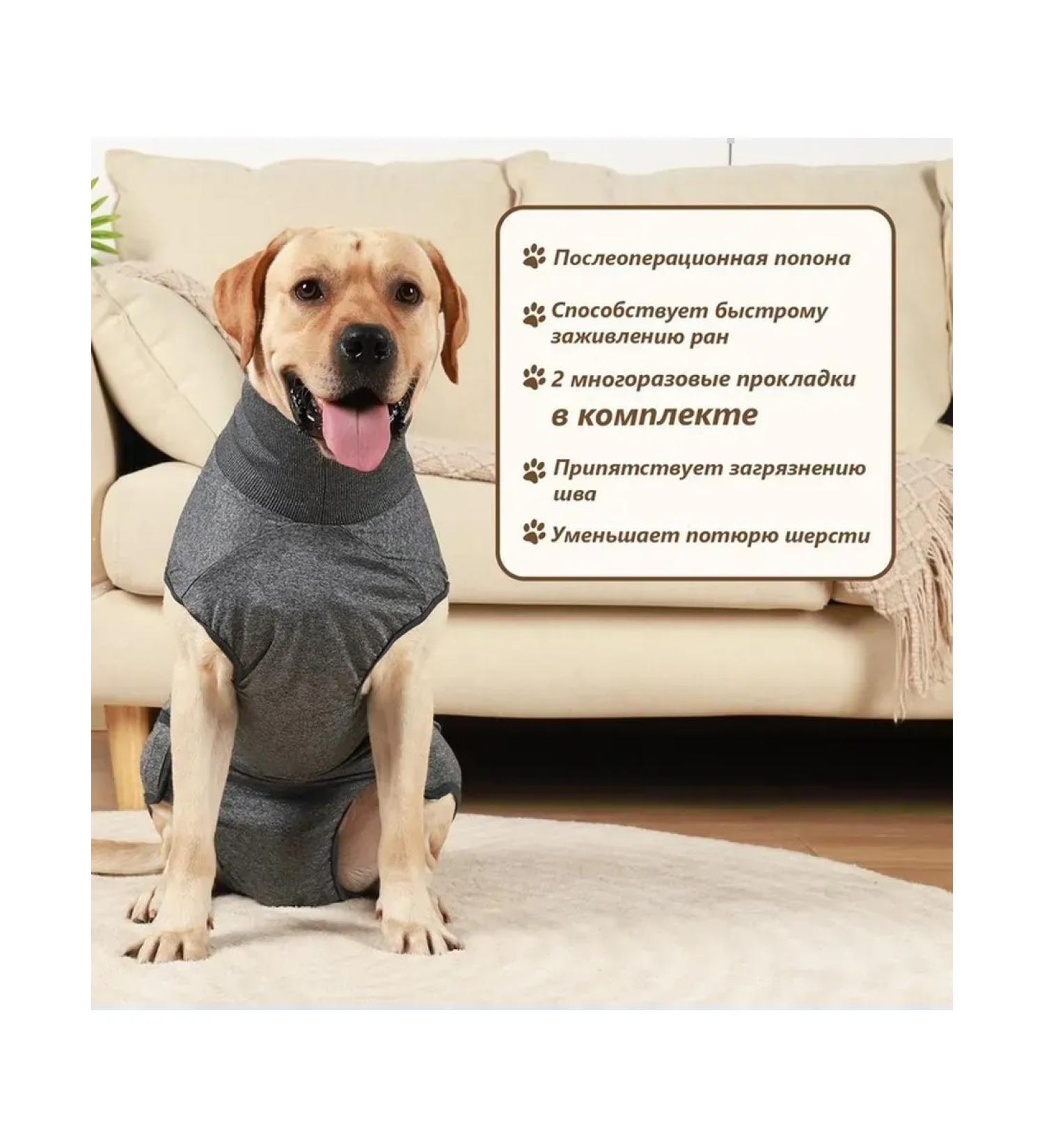 Dude Popon postoperative for dogs m polyester spandex - Buy Online on GoSupps.com