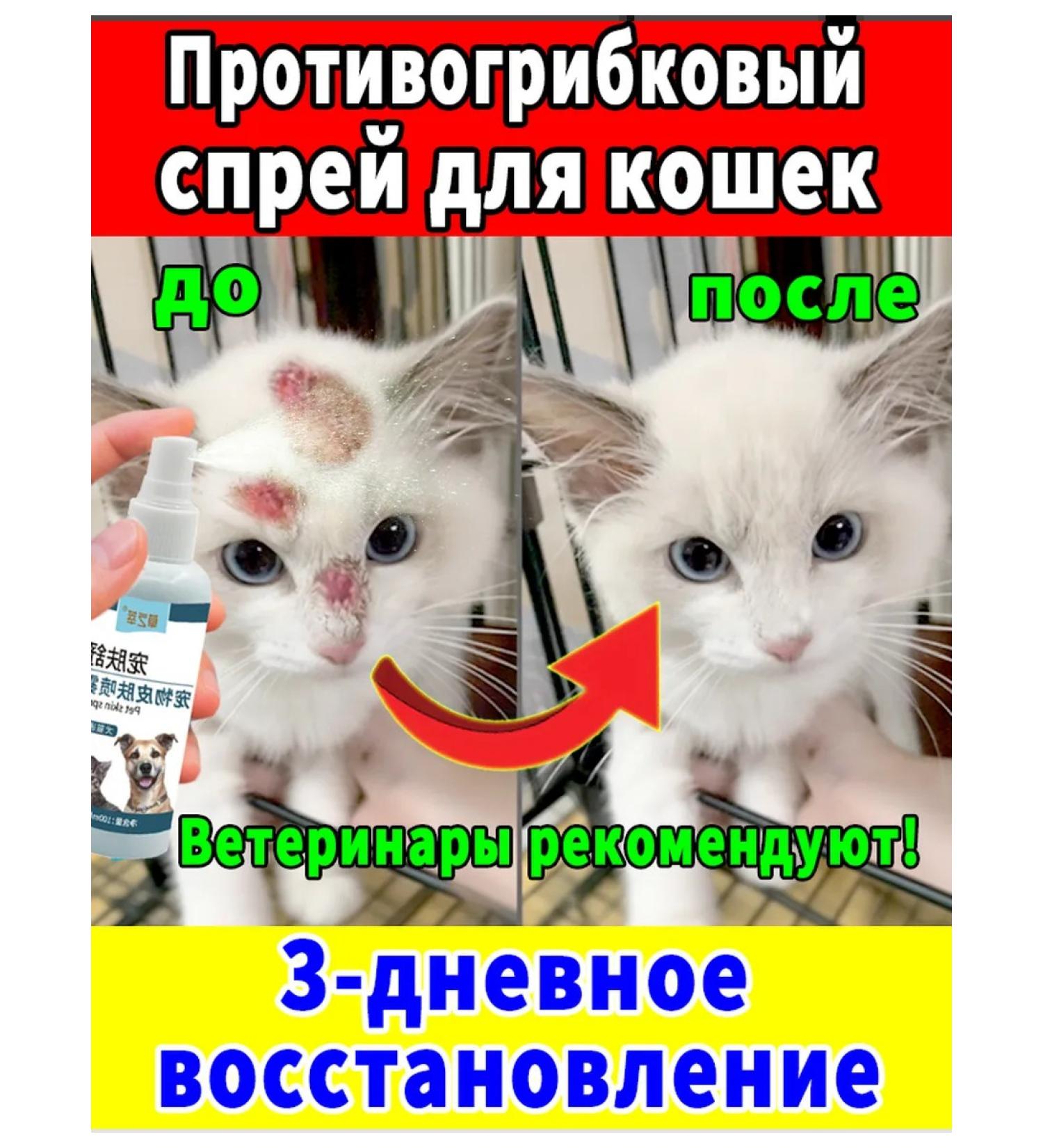 Spray from fungus for dogs and cats 100 ml - Buy Online on GoSupps.com