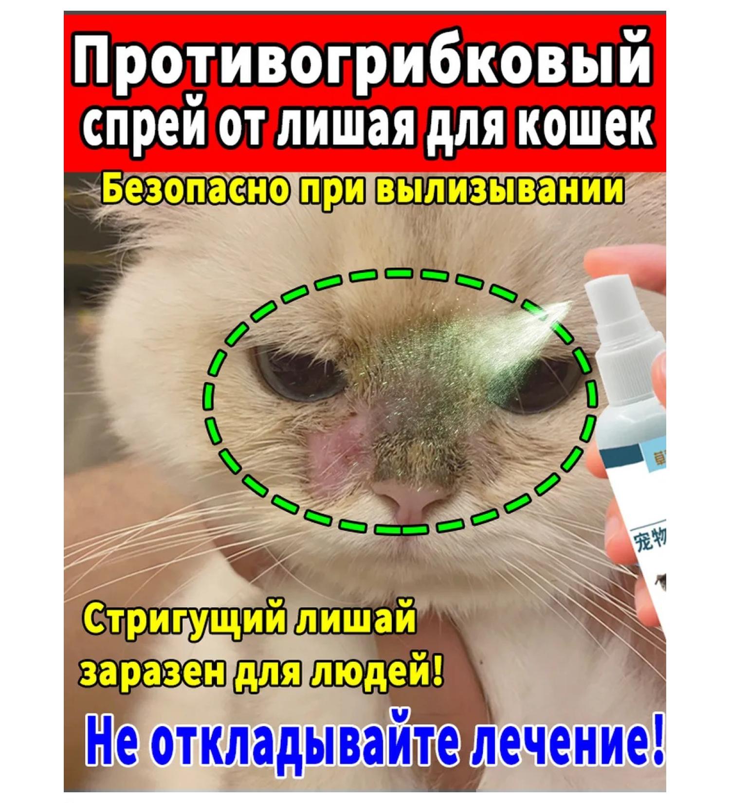 Spray from a cutting lichen 100 ml - Buy Online on GoSupps.com