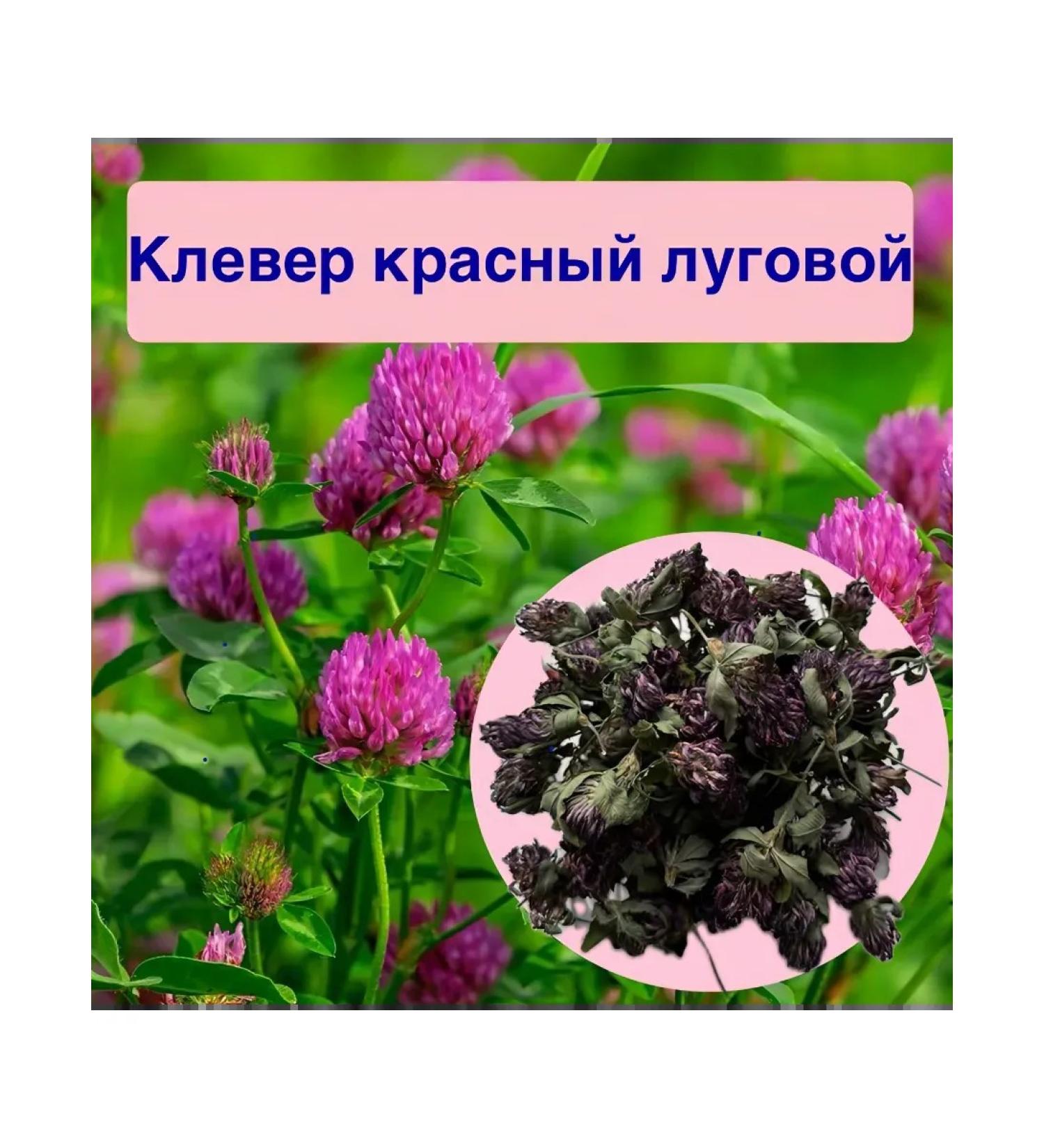 Dried red clover - Buy Online on GoSupps.com