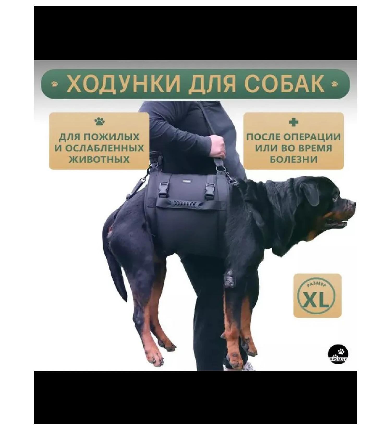 Walkers for dogs. XL - Buy Online on GoSupps.com