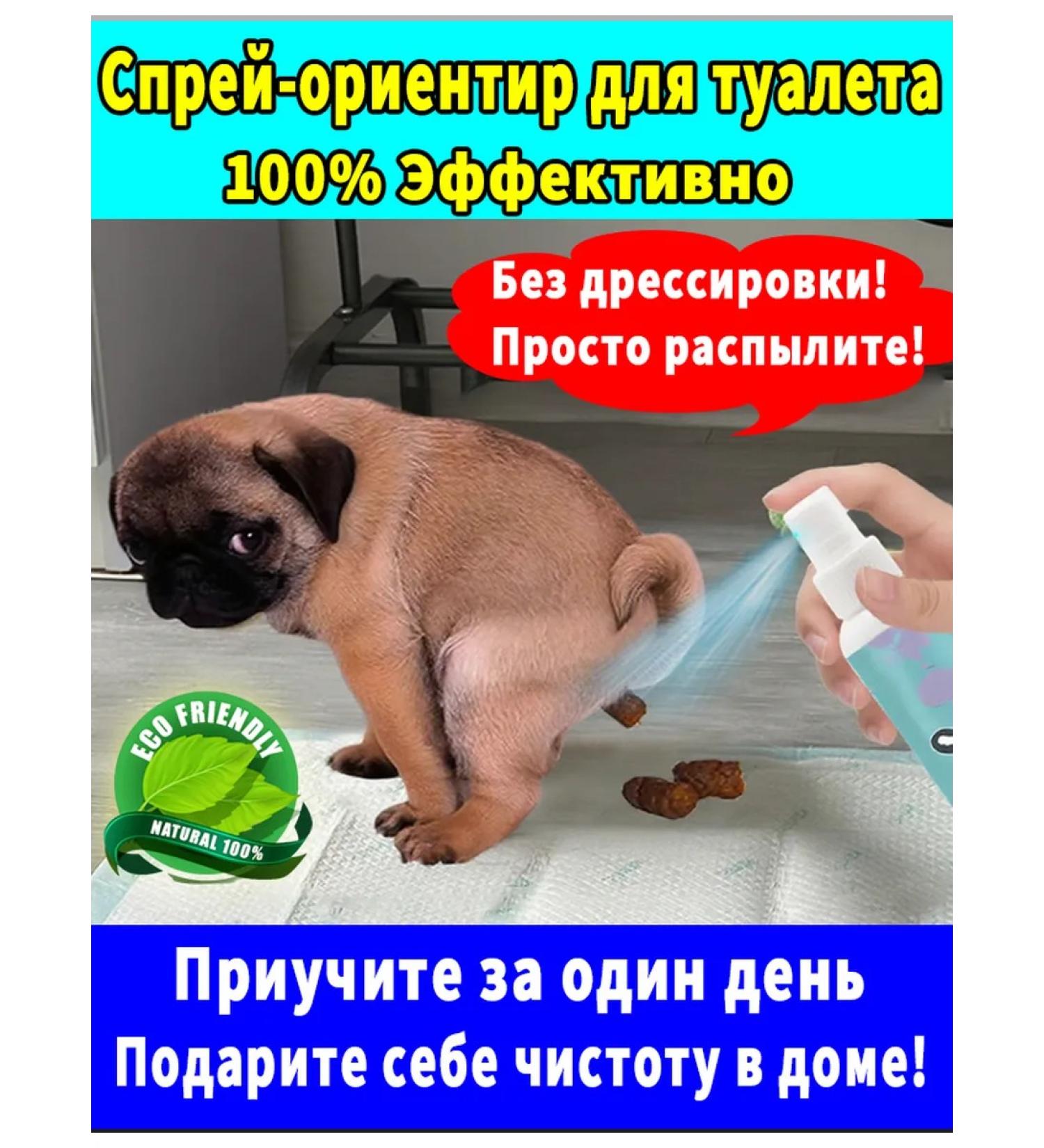 How to accustom a puppy to the toilet - Buy Online on GoSupps.com
