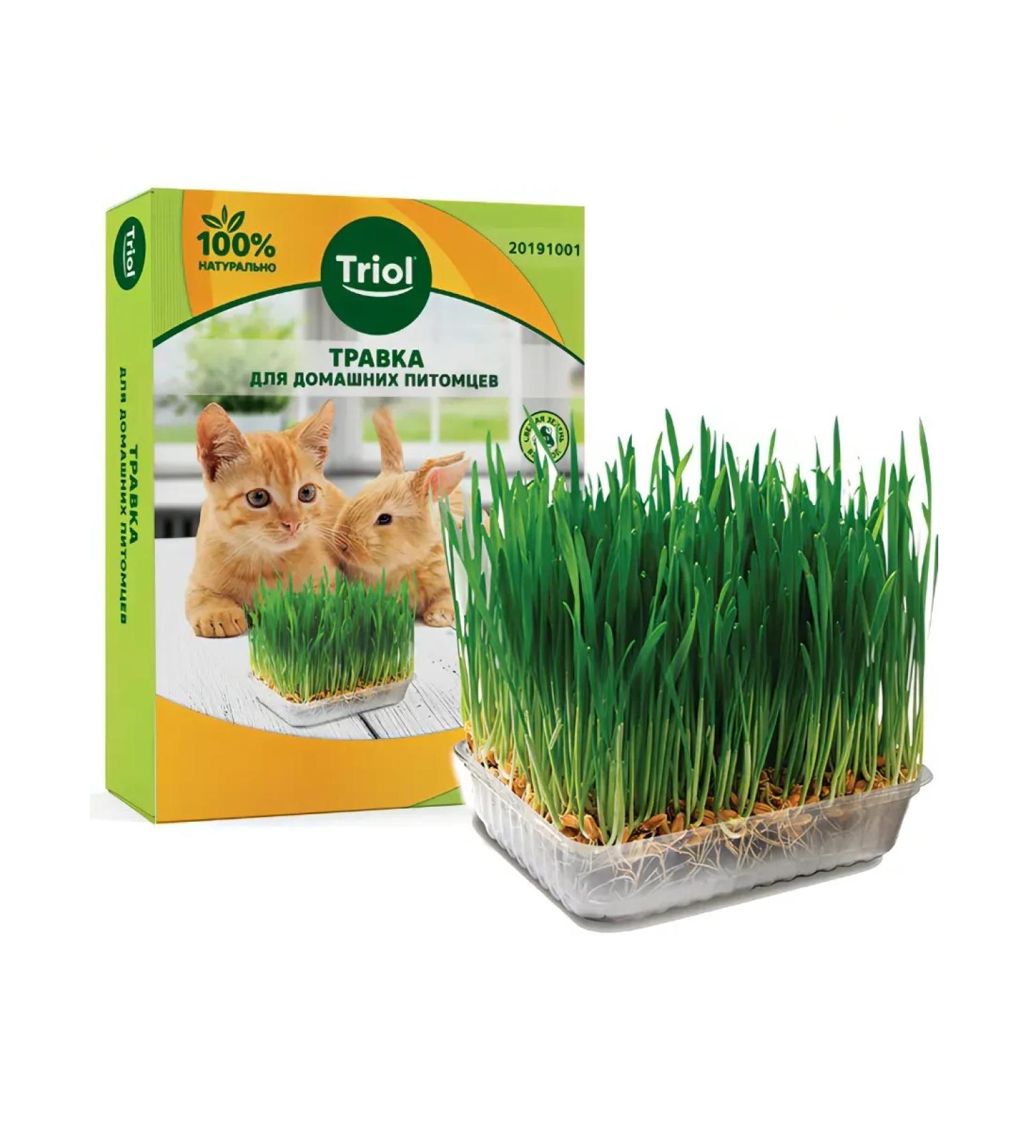 Triol grass for cats and pets 1 pc - Buy Online on GoSupps.com