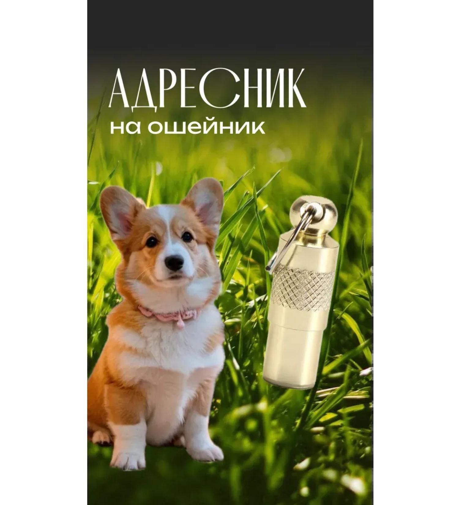 Trick Address on a collar for a dog and cat 2pcs - Buy Online on GoSupps.com