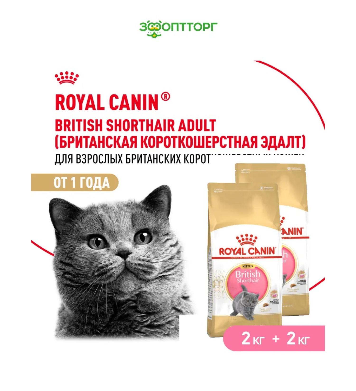 ROYAL CANIN Feed for the British breed bird 2 kg. x 2 pcs - Buy Online on GoSupps.com