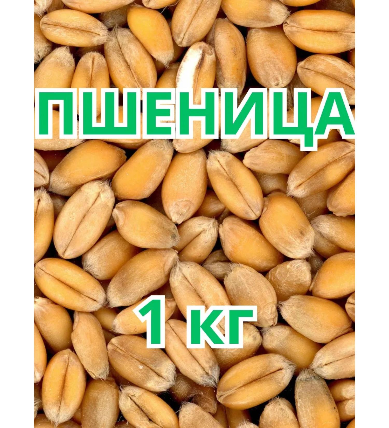Cereal wheat is not processed - Buy Online on GoSupps.com