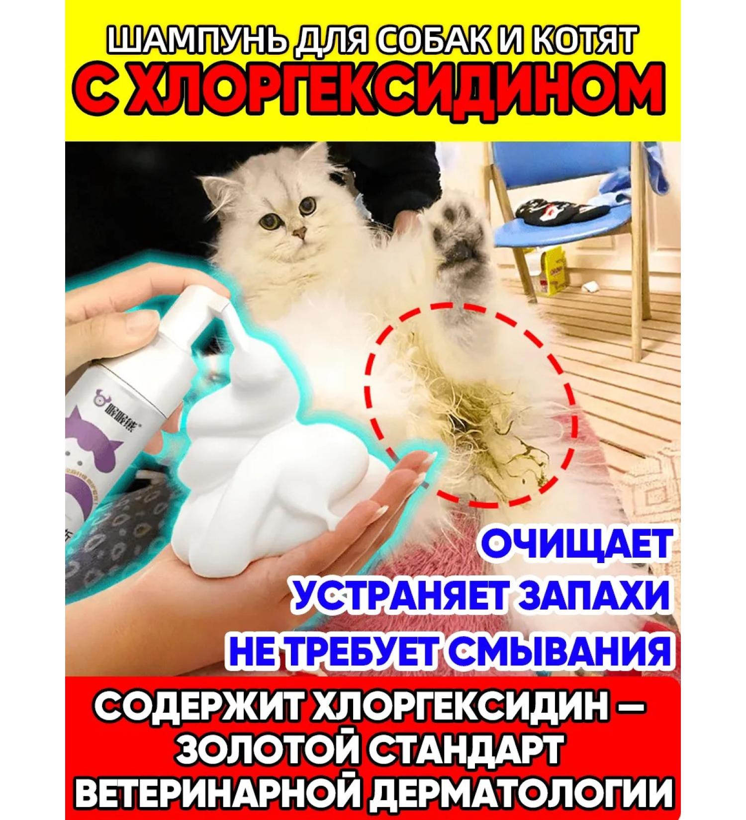 CHAMPUT for dogs and kittens with chlorhexidine - Buy Online on GoSupps.com