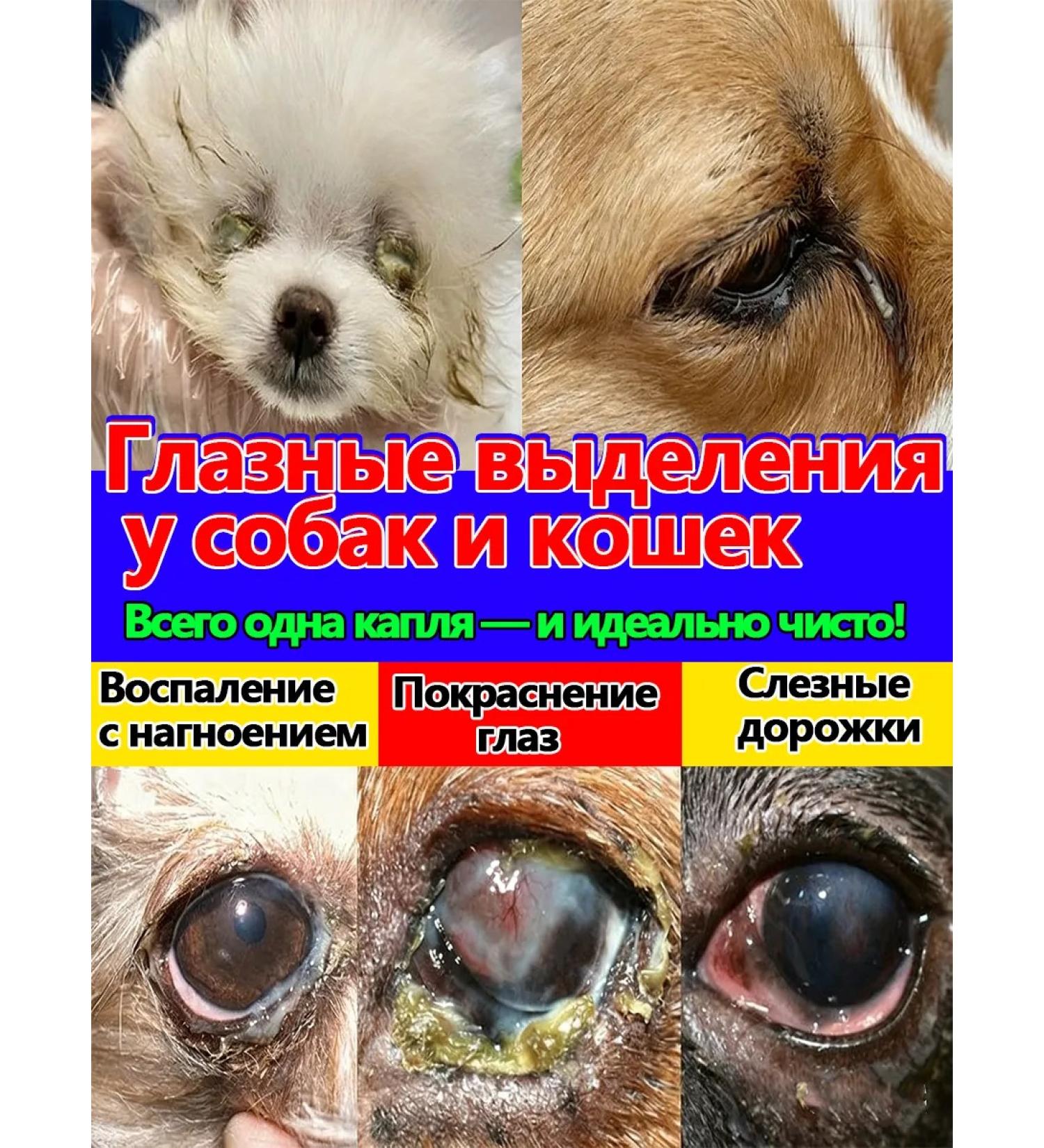 Medical eye drops for cats and dogs 20 ml - Buy Online on GoSupps.com