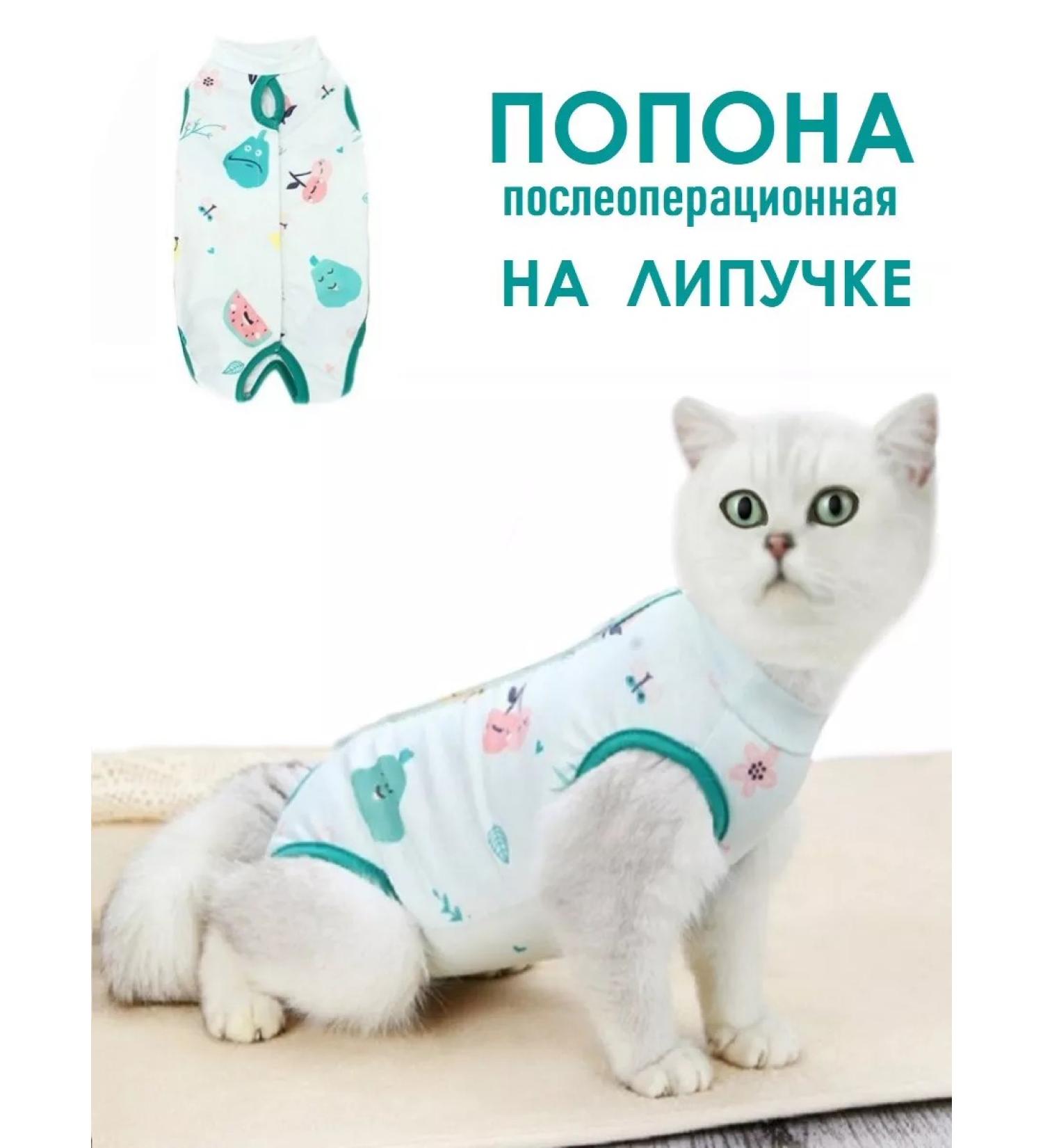 Chezare Popon for a cat postoperative on a Velcro sterilization - Buy Online on GoSupps.com