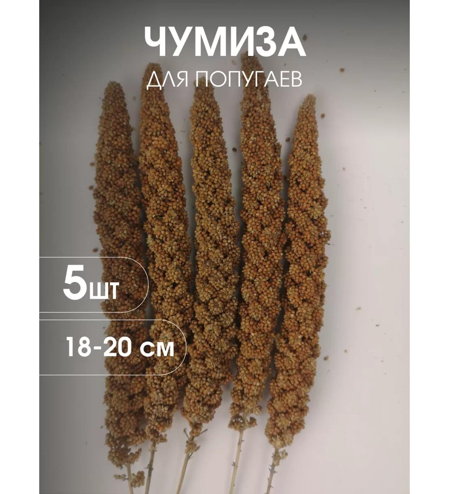 Chumiza in spikelets