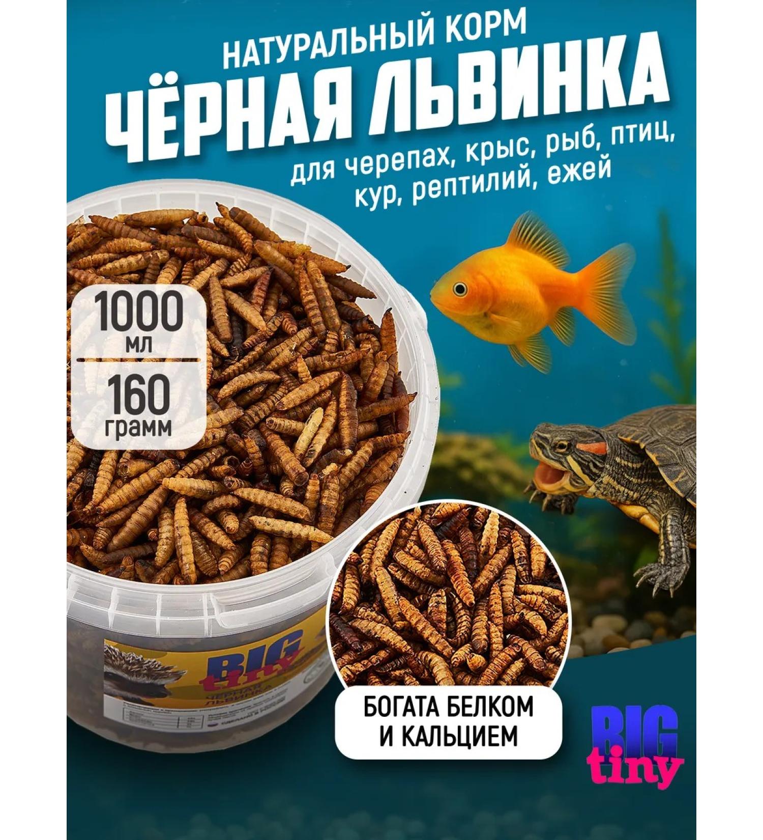 Big Tiny Black lion cub for turtles of roots of hamsters and hedgehogs - Buy Online on GoSupps.com