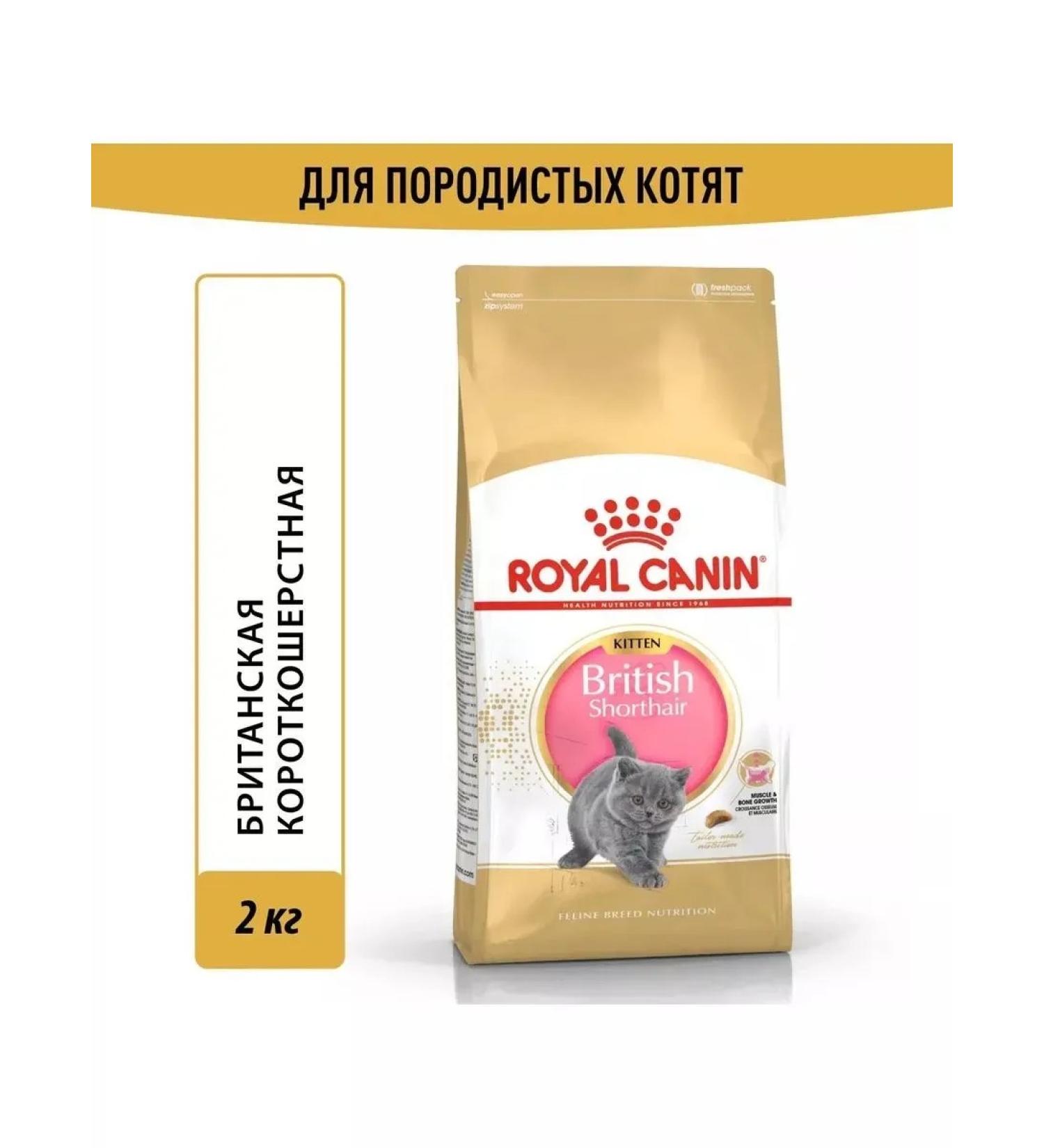 ROYAL CANIN Feed for kittens of breeds British short -haired 2kg - Buy Online on GoSupps.com
