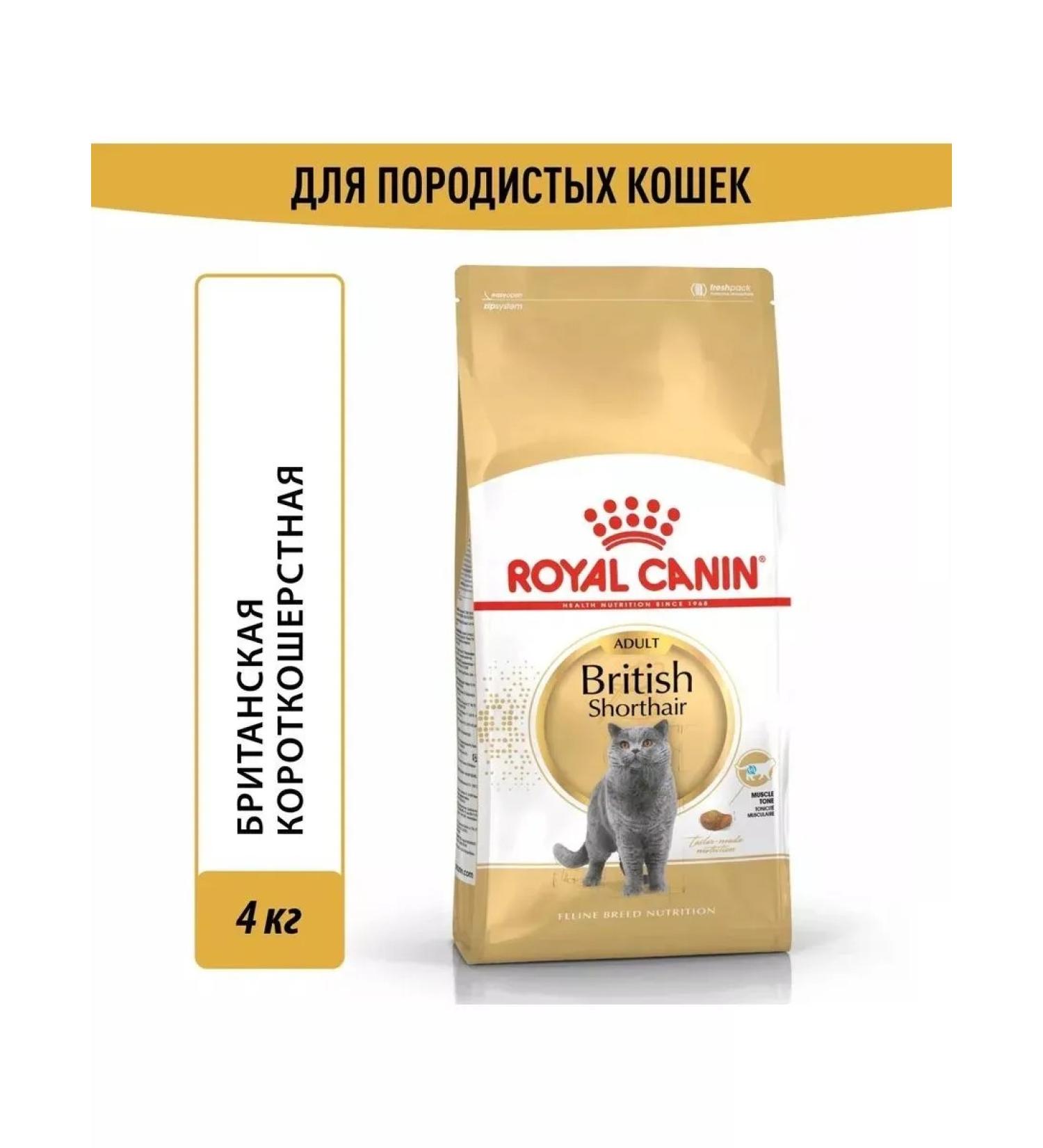 ROYAL CANIN British short -haired cat food 4 kg - Buy Online on GoSupps.com