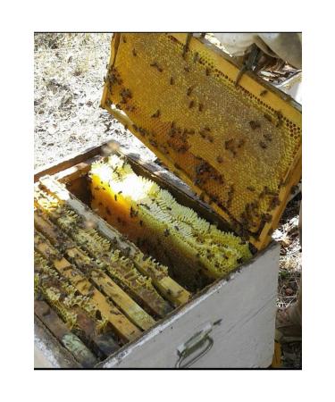 BALCI SEM H Frame Comb Honey 3.5 Kg