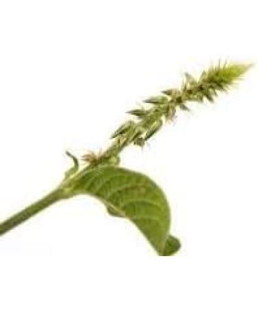 ORGANIZE Tridev ayurveda Apamarg Stekelig Kaf Wortel Chirchita Achyranthes Aspera 50 gm Merk panihari - Buy Online on GoSupps.com