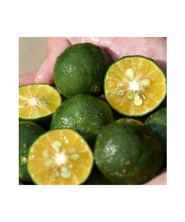 Shiseido WASO - SPF 30 Oil-Free and Tinted Moisturizing Face Cream That Covers Imperfections for All Skin Tones 50 ml - Buy Online on GoSupps.com