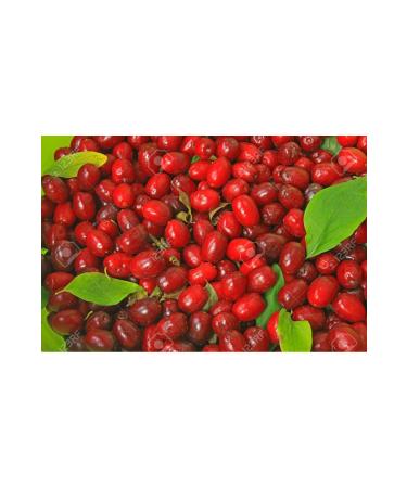 Hanzade Herbal Tilya Cure Form Tea Rosehip Golden Herb Linden Mixed Herbal Tea 20 Filtering Bags X 2 Pieces - Buy Online on GoSupps.com
