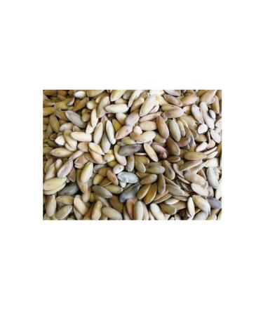 MardinSepet Roasted Melon Seeds 1 kg