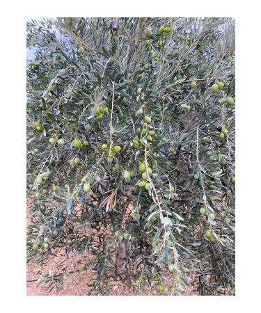 mut incisi olive & olive oil Flavor Yourself 5 Liter Green Olives in Pette (2 Pieces 5 liter pet) - Buy Online on GoSupps.com