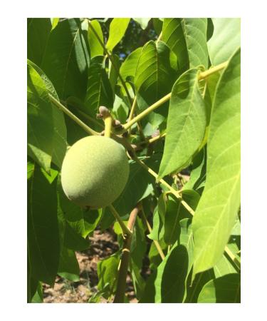 Ceylon Imported Ceylon Sri Lanka Smuggled Black Leaf Tea (Tea 500 Gr)