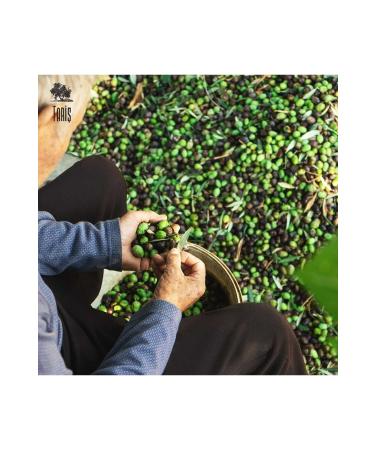 Tari Gemlik Sele Olive Glass Jar 950 gr