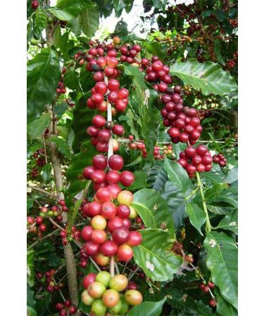 Organic Bitkim Green Coffee Beans Raw Grain 150 gr - Buy Online on GoSupps.com