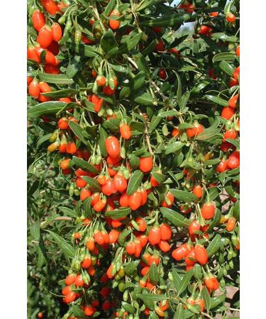 Hunkar Large Basket Spice Set