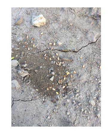 Happy Cat Minkas Duo Chicken and Salmon Adult Cat Canned Food 100gr x 12 Pieces