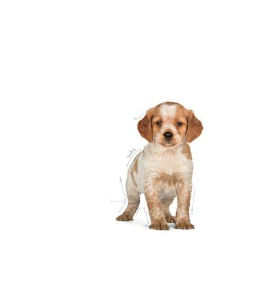 Royal Canin Medium Junior Medium Breed Puppy Food 4kg