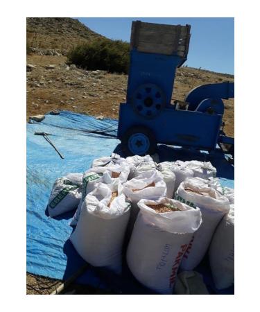 mut incisi olive & olive oil Chickpeas 5 Kg Local Yayla Chickpeas 5 Kg - Buy Online on GoSupps.com