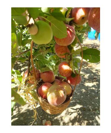 Natural Fermentation Mother Natural Apple Cider Vinegar Soft Drink Apple Vinegar 1000 ml Pet - Buy Online on GoSupps.com