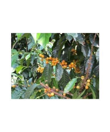 Nestle Powder Sahlep 17gr X 24 Pieces