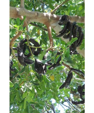 Adafiskos Black Salted Sunflower Seeds 1000 Gr (1 Kg) Dakota Seeds