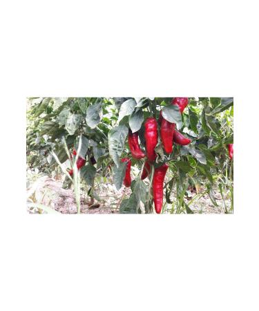 L VAL FARM Lival Hatay Handmade Pepper Paste (SWEET) 780 gr Glass - Buy Online on GoSupps.com