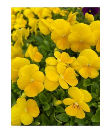 Vitanil's Nutrition Halal Certified 5-Pack Liquid Collagen - Collagen Shot Exotic Mix - Mixed Flavored - Buy Online on GoSupps.com